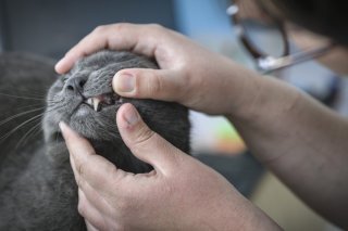 Les vétérinaires suisses manquent de médicaments (photo d'archives).